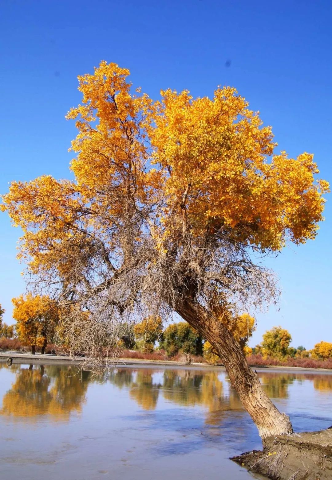 秋天的胡杨林有多美?这条自驾领队的私藏线路,马上出发!