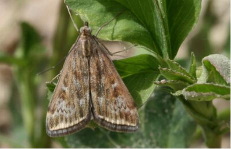 大豆草地螟防治有多困难?