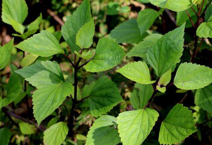 解开南九草茶为何能治疗咽炎的秘密