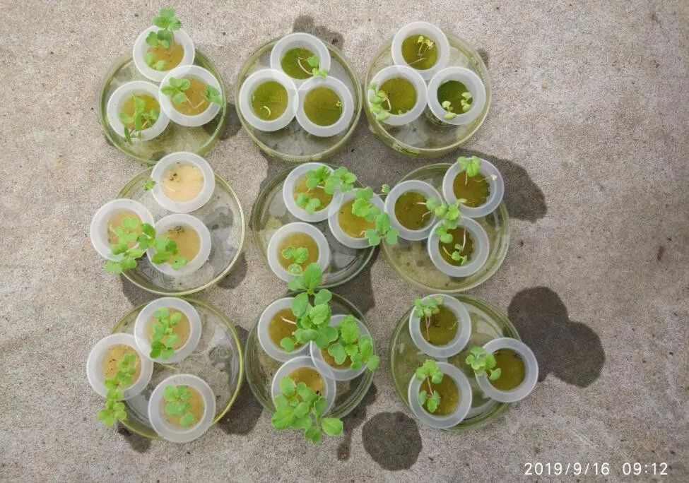 开普在小白菜上的水培试验报告
