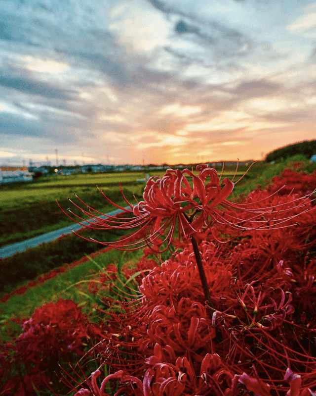 日本赏花8大地点盘点冥界路上的血色之花彼岸花