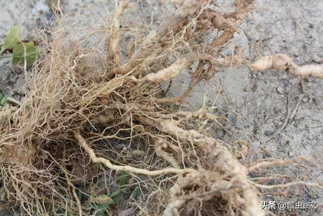 小瓢虫土消宝治疗根结线虫最好的产品使用半个月轻松见效