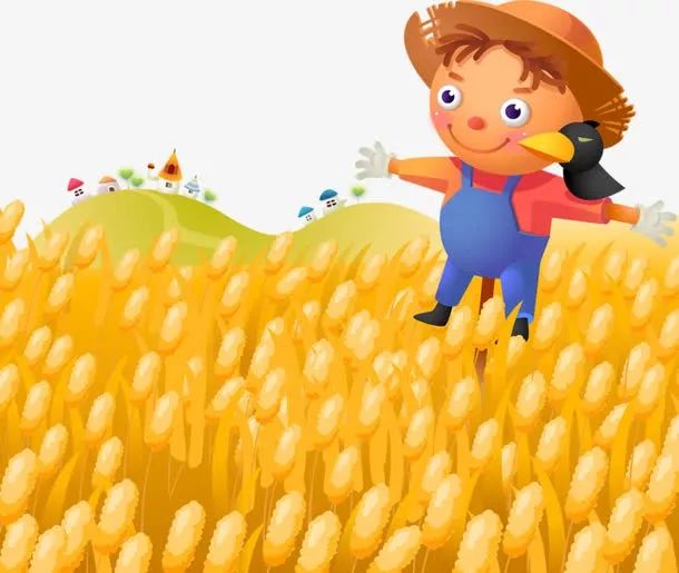 又到小麦播种季,哪些问题要注意?看过来