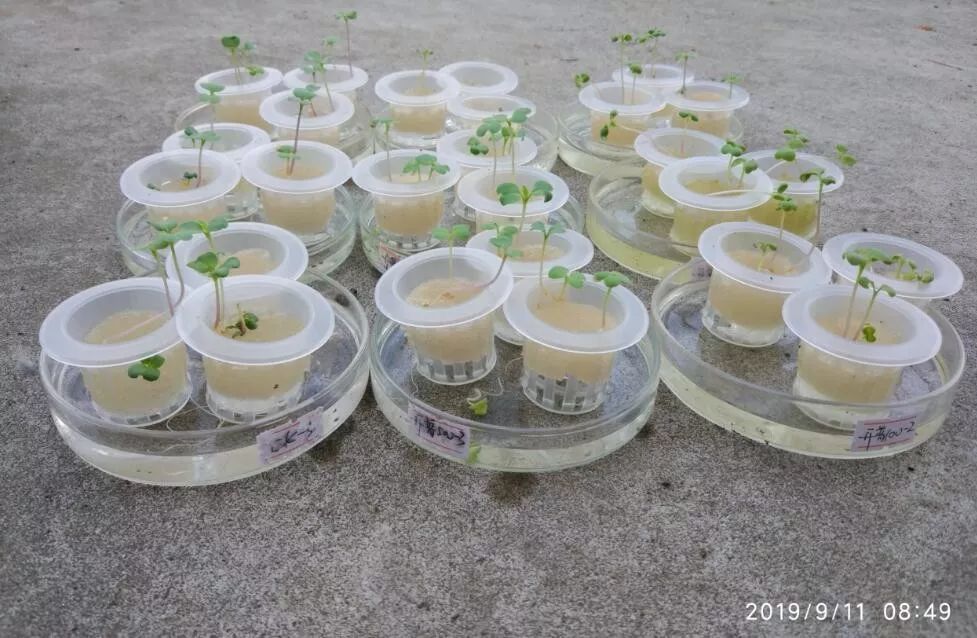 开普在小白菜上的水培试验报告