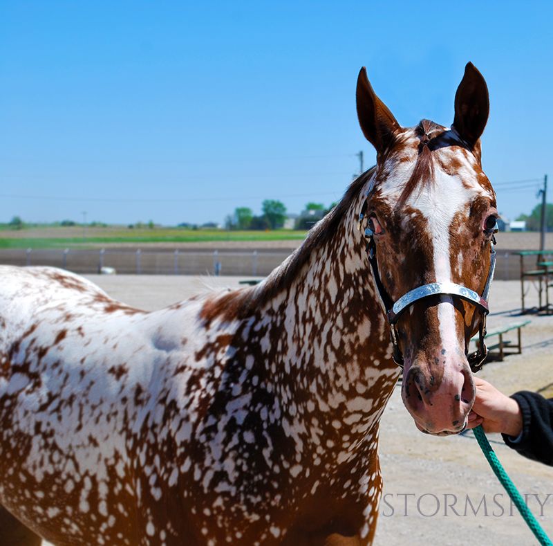 最花里胡哨的马非他莫属了