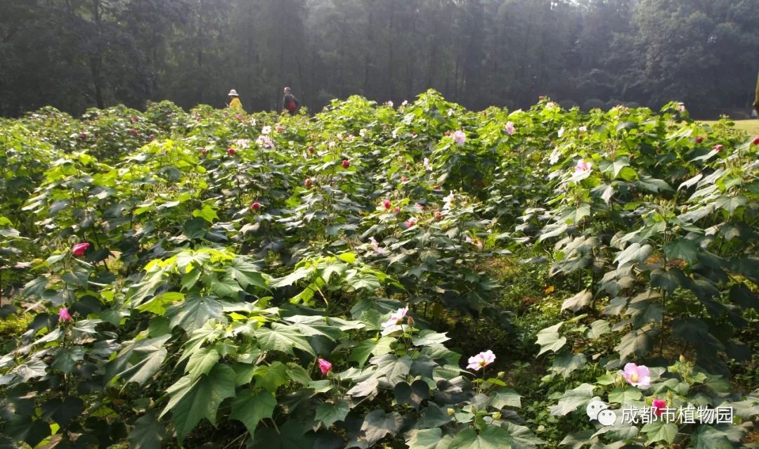 盛世芙蓉 花开天府-2019年十月观花指南