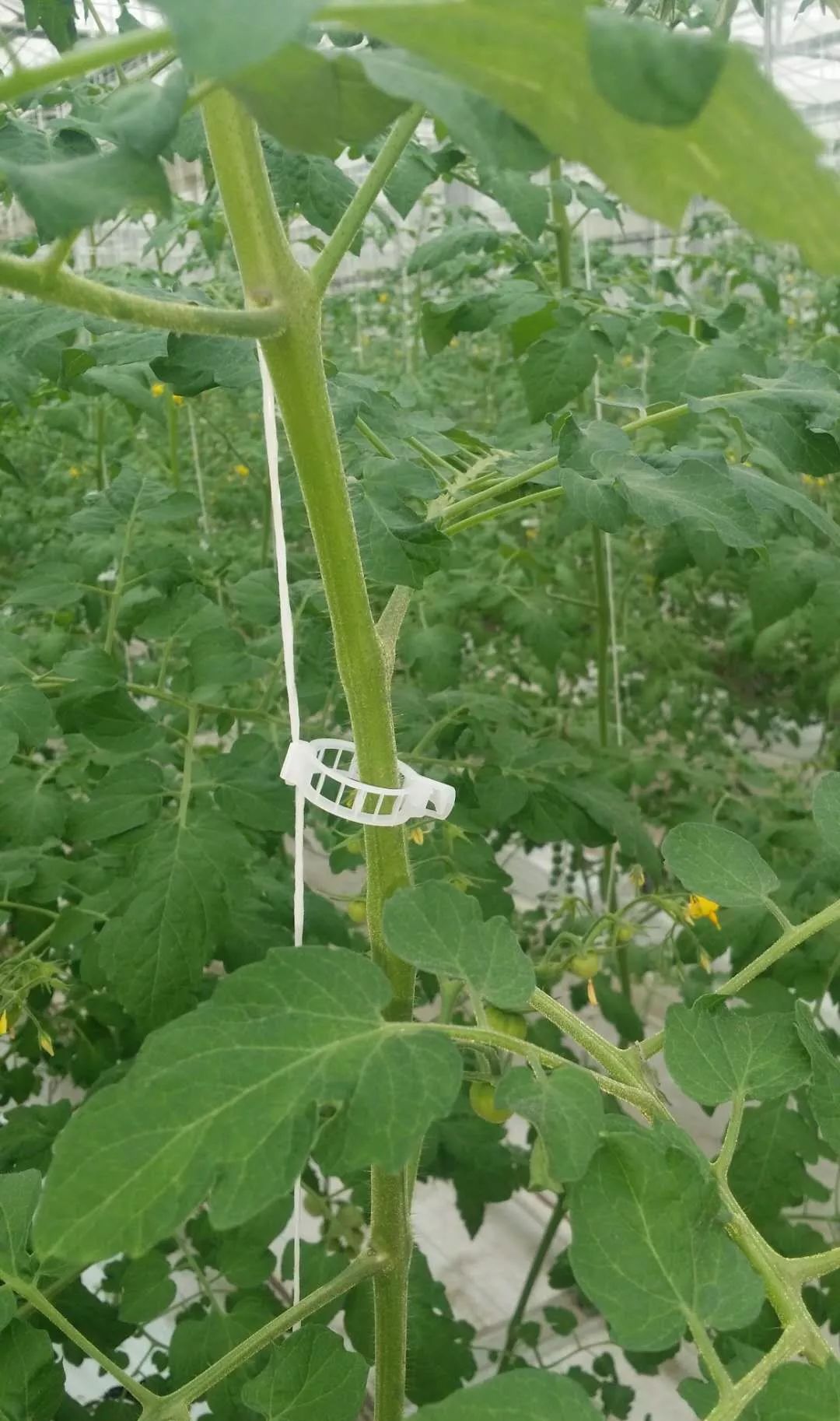 3, 落蔓绳m型吊钩,两端均可以悬挂到吊蔓铁丝上,落蔓时调换挂钩端