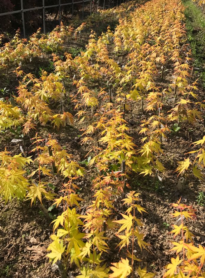 2019长兴花木大会新优品种展参选品种太湖金枫