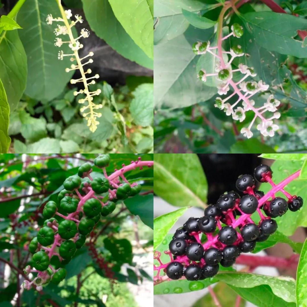 商陆商陆,一串有毒的葡萄_果实