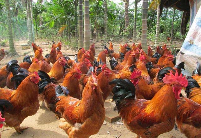 阉鸡总是出现伸脖子张口呼吸的咳嗽伤亡大一招搞定养殖没烦恼