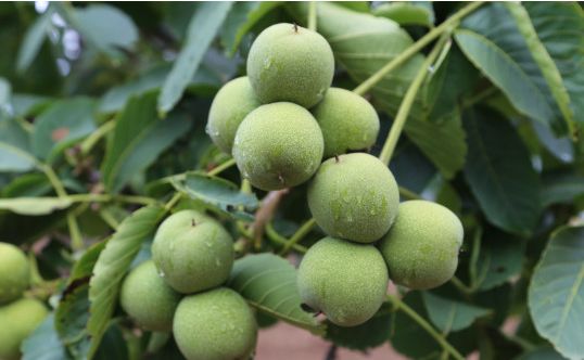 全面落实到户产业扶持政策,扎实推进"牛羊菜果薯药"六大产业扶贫行动