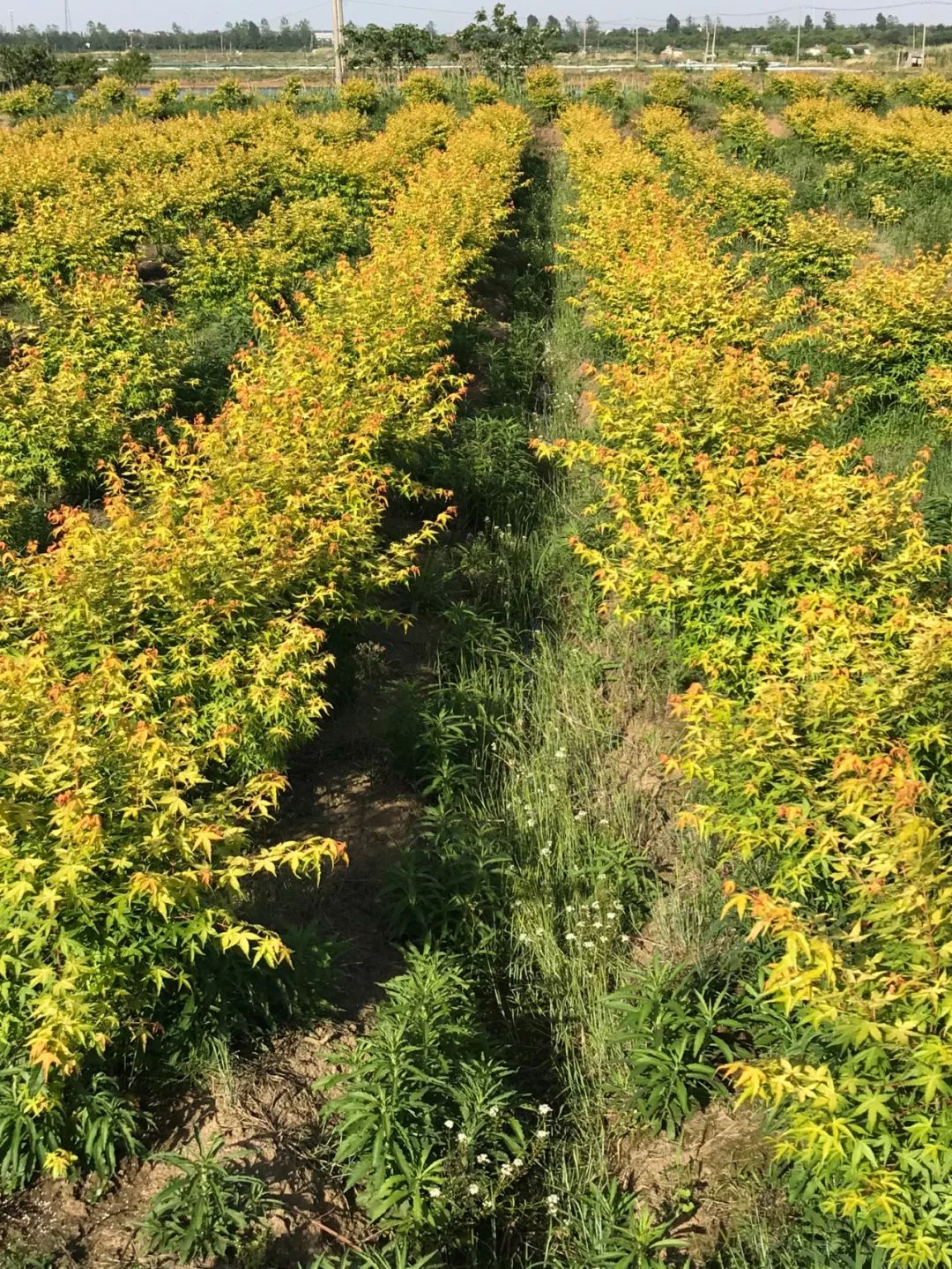 2019长兴花木大会新优品种展参选品种太湖金枫