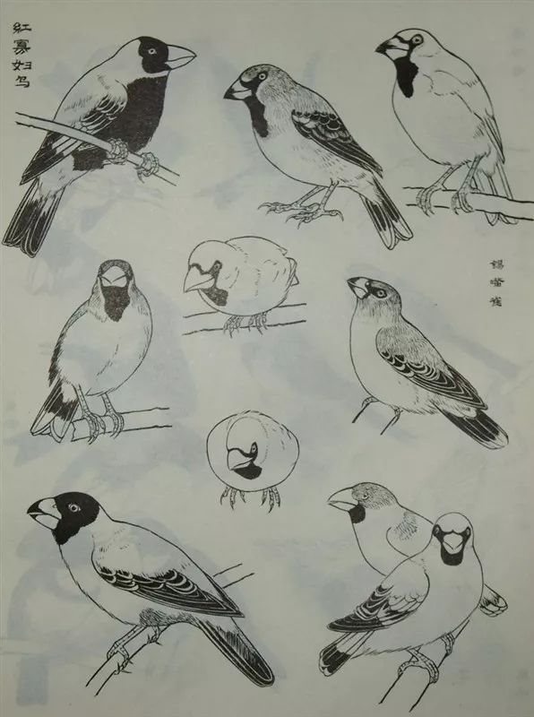 而禽鸟形象是花鸟画视觉关注的重点,因此,掌握禽鸟的画法是有志从事