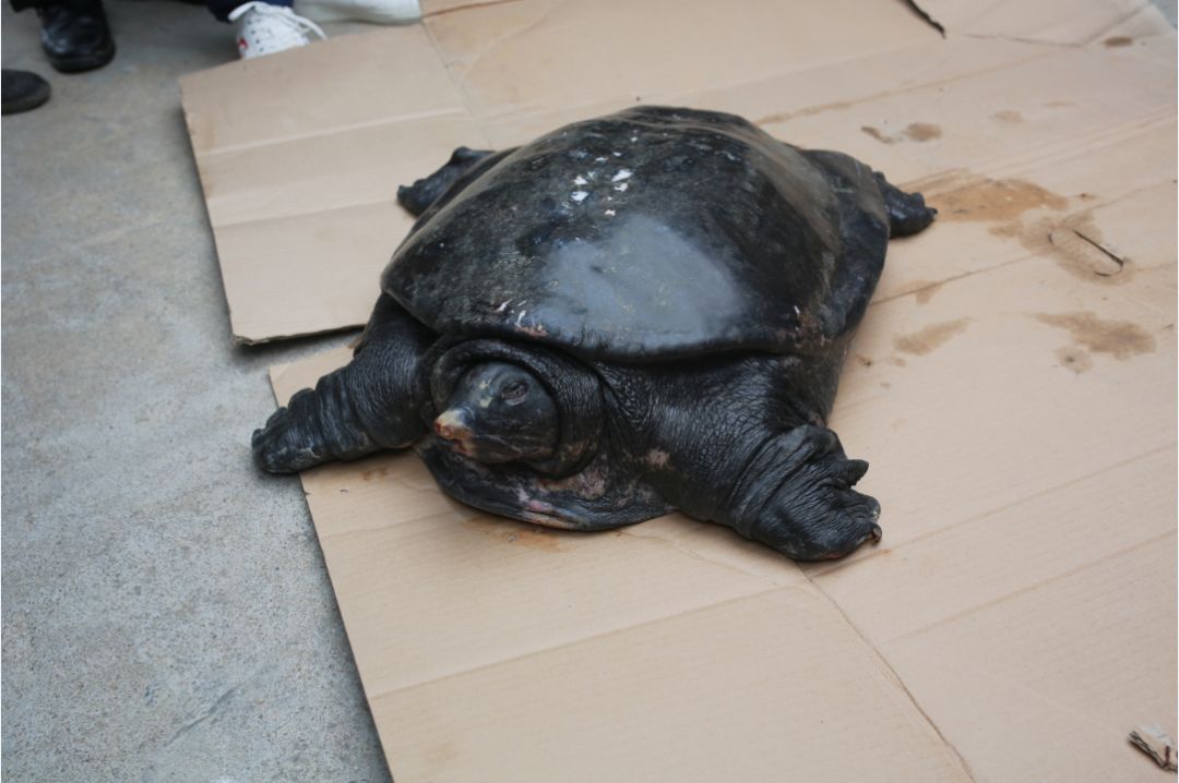 56斤大甲鱼放生水府村民这么大的甲鱼头一回见