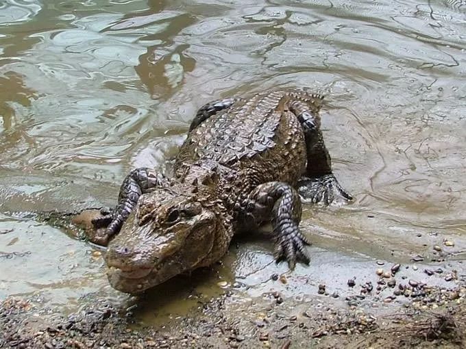 鳄鱼出没!就在广西这个水库!至今未能捕捞到……疑人为放生!