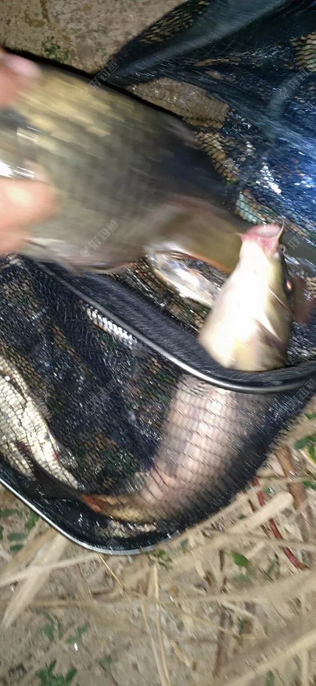山体水库垂钓纪实抄鱼出错失巨物