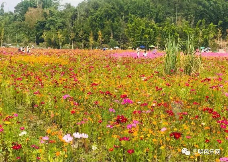 三明沙县湿地公园花海图片