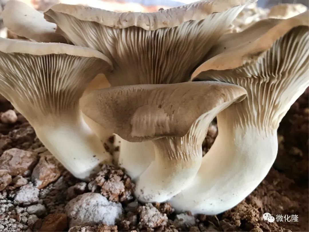 【化隆】熊掌菇种植成功 走进农展会