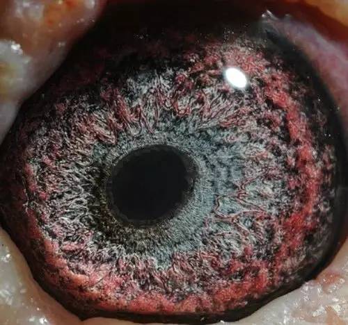 看完此篇文章读懂赛鸽底砂,面砂!