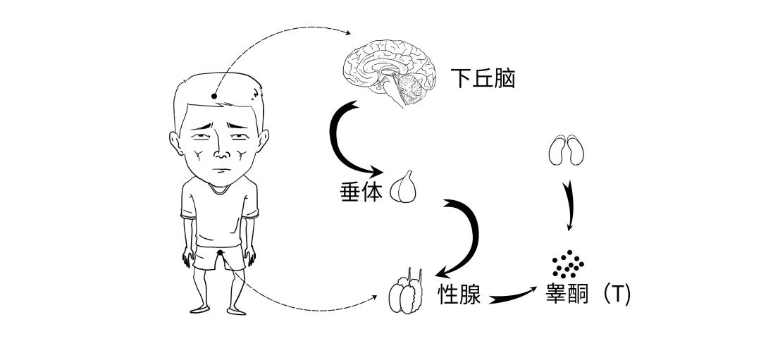 男性性腺轴图片