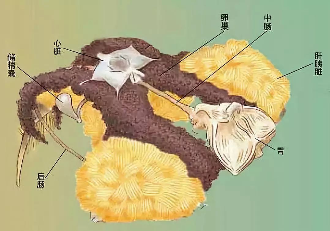螃蟹内脏图解图片