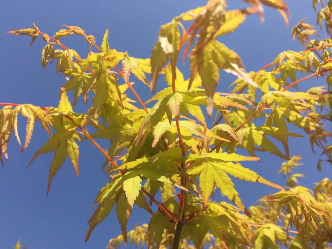 2019长兴花木大会新优品种展参选品种太湖金枫