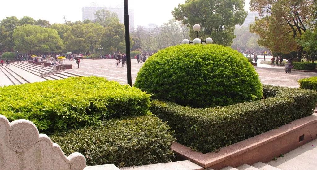 绿篱养护的主要内容