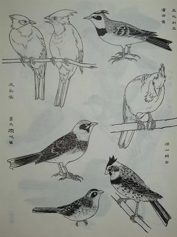 而禽鸟形象是花鸟画视觉关注的重点,因此,掌握禽鸟的画法是有志从事