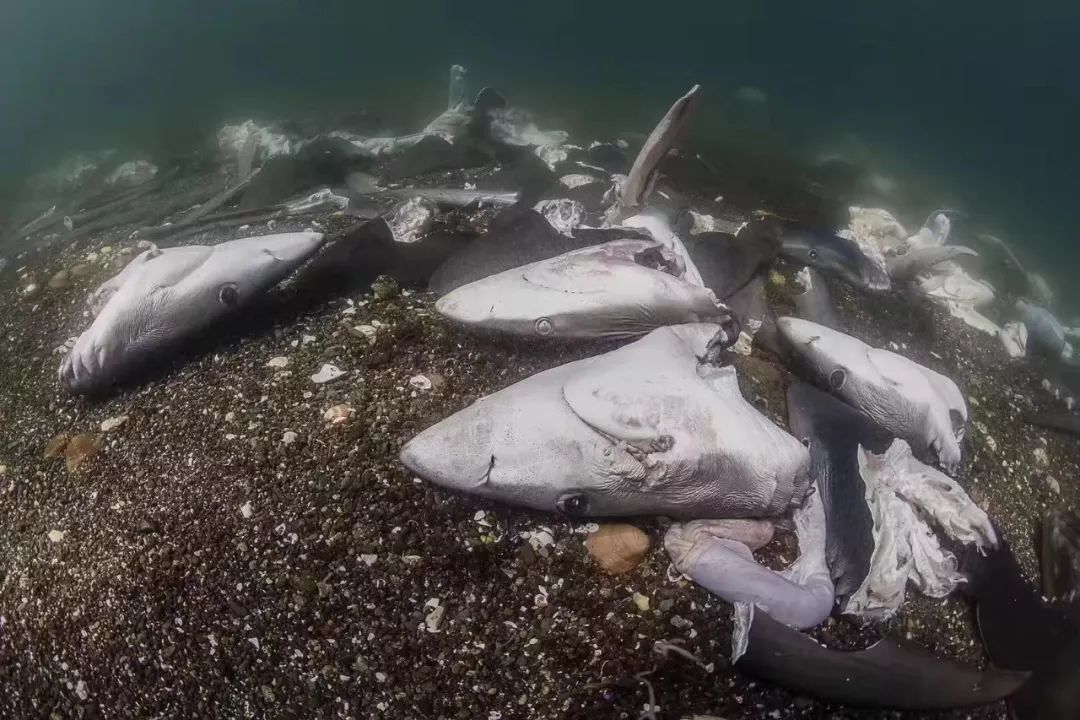 人间地狱鲨鱼惨被剖腹割翅潜水员看到忍不住