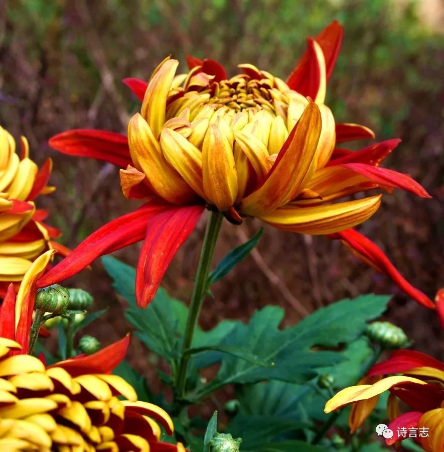 菊月是几月! 菊月是几月几日