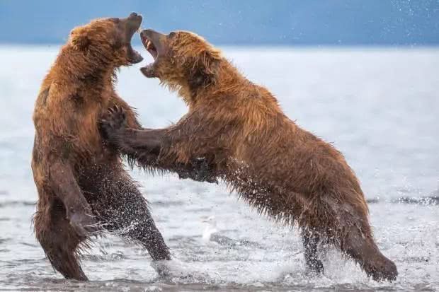 原创两只熊为争领地而打架,男子心都要揪起来,一看旁边却破功了