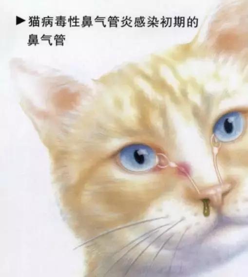 猫咪得了猫鼻支不用怕,宠物医师教你如何治疗预防,快快学起来