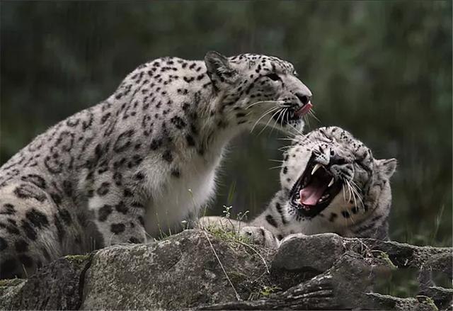 三江源发现神秘精灵,尾巴又长又大,一年需36只