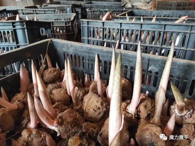 黑杆花魔芋的繁育系数有多高