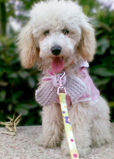 如何确保狗狗的舒畅旅行和狗狗的攻击行为?