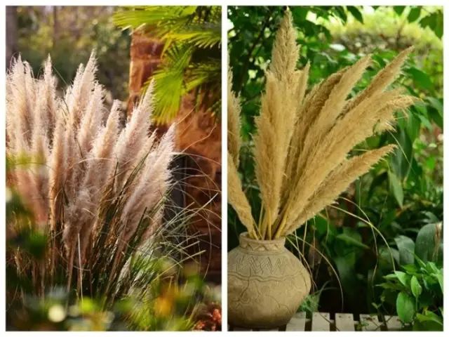 现在的设计师越来越喜欢种草了