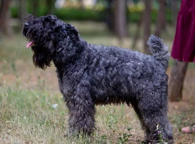 十大为捕猎而生的梗类犬,狐狸,野鸡无处可藏