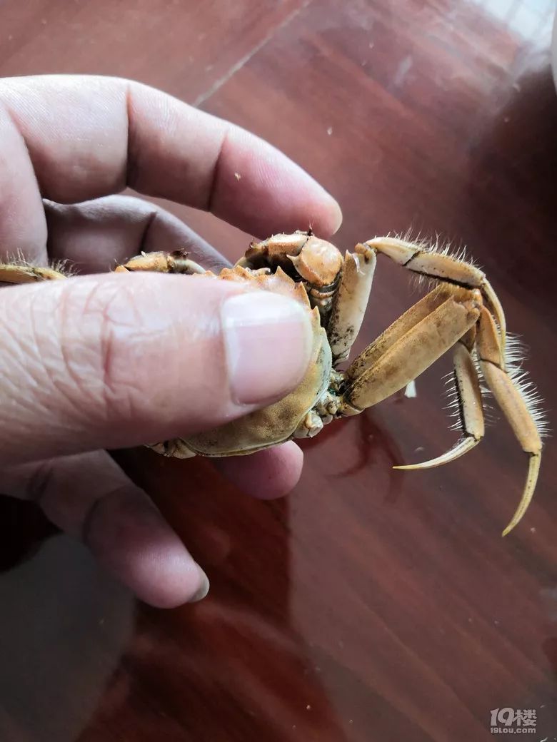 一元大小的田蟹都拿出来卖,这么小好吃吗