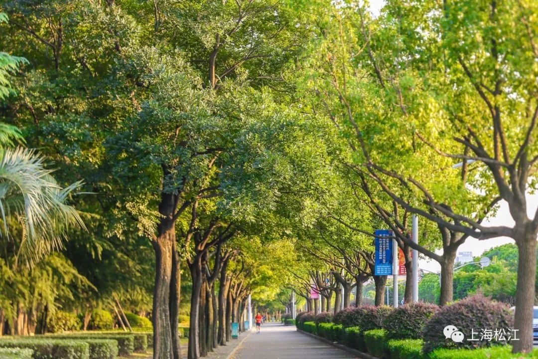 其 他 街 镇学府路,佘苑路新宾路,九亭大街都是以香樟为行道树的林荫