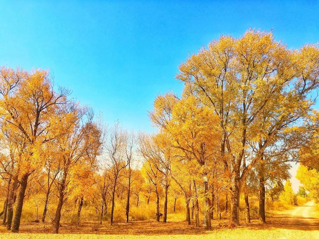 让我告诉你哈巴湖小胡杨什么时候最cool!