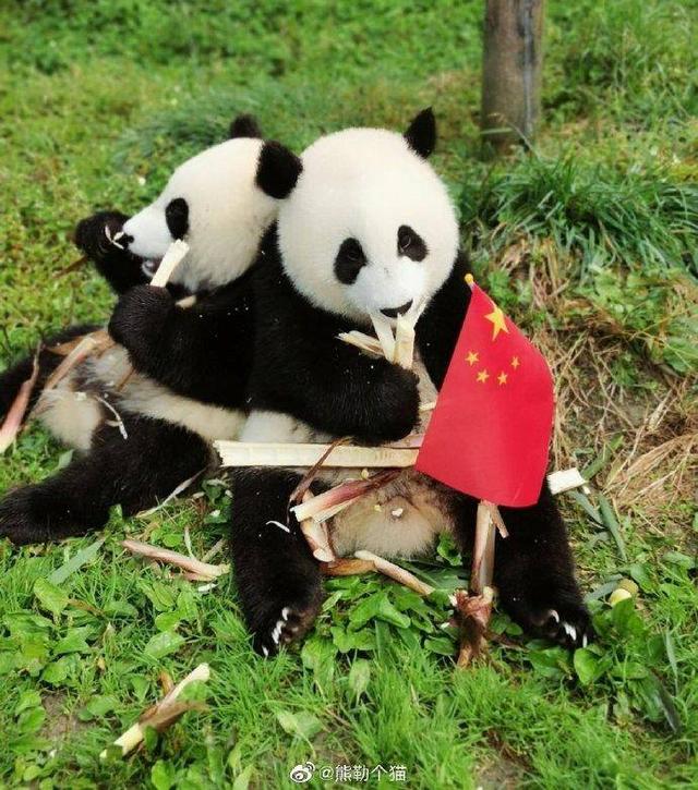 大街小巷,不过要说和国旗最配的,还真要数我们的国宝熊猫了