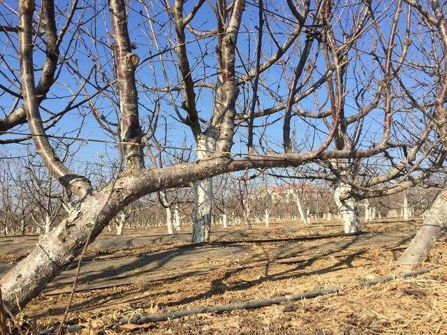 分析俄罗斯八号樱桃苗抗寒能力强的原因_树形