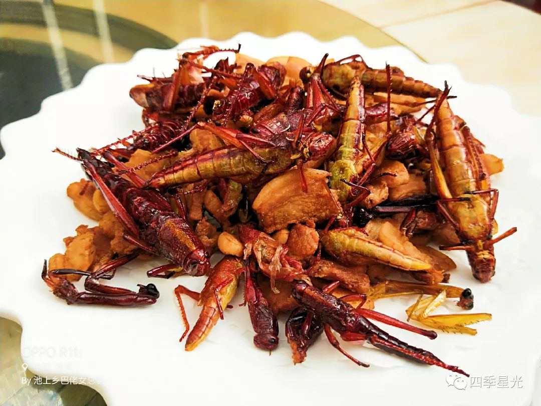 野生蚂蚱新吃法香爆了