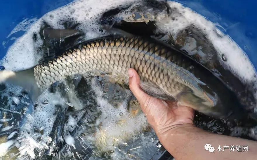 今年草鱼总体养殖顺利成本不超35元斤此时卖鱼利润可观你卖不卖明年
