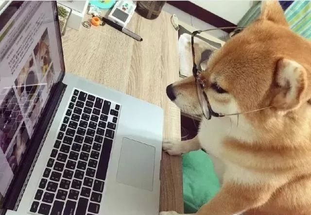 网友把柴犬打扮成一罐苹果西打汽水,全网笑翻:想喝!