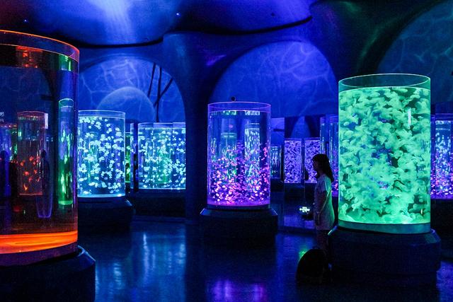 水母馆有个很好听的名字,叫水母音乐厅,而这个音乐厅里上演的不是一场