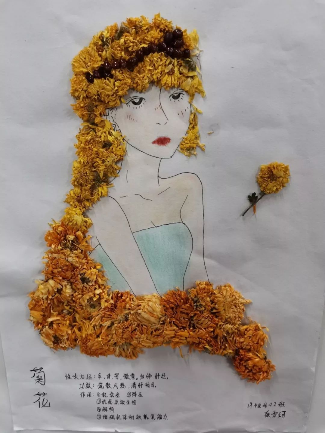 中药标本大赛|优秀作品展