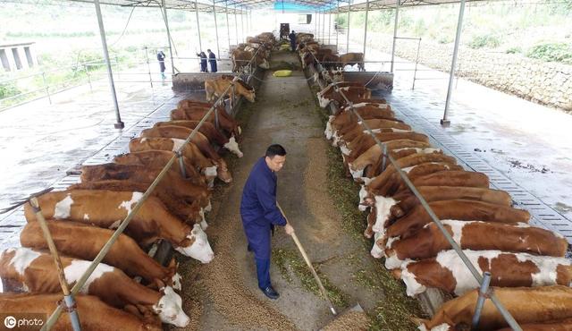 牛場建設中影響奶牛舒適度的幾個因素