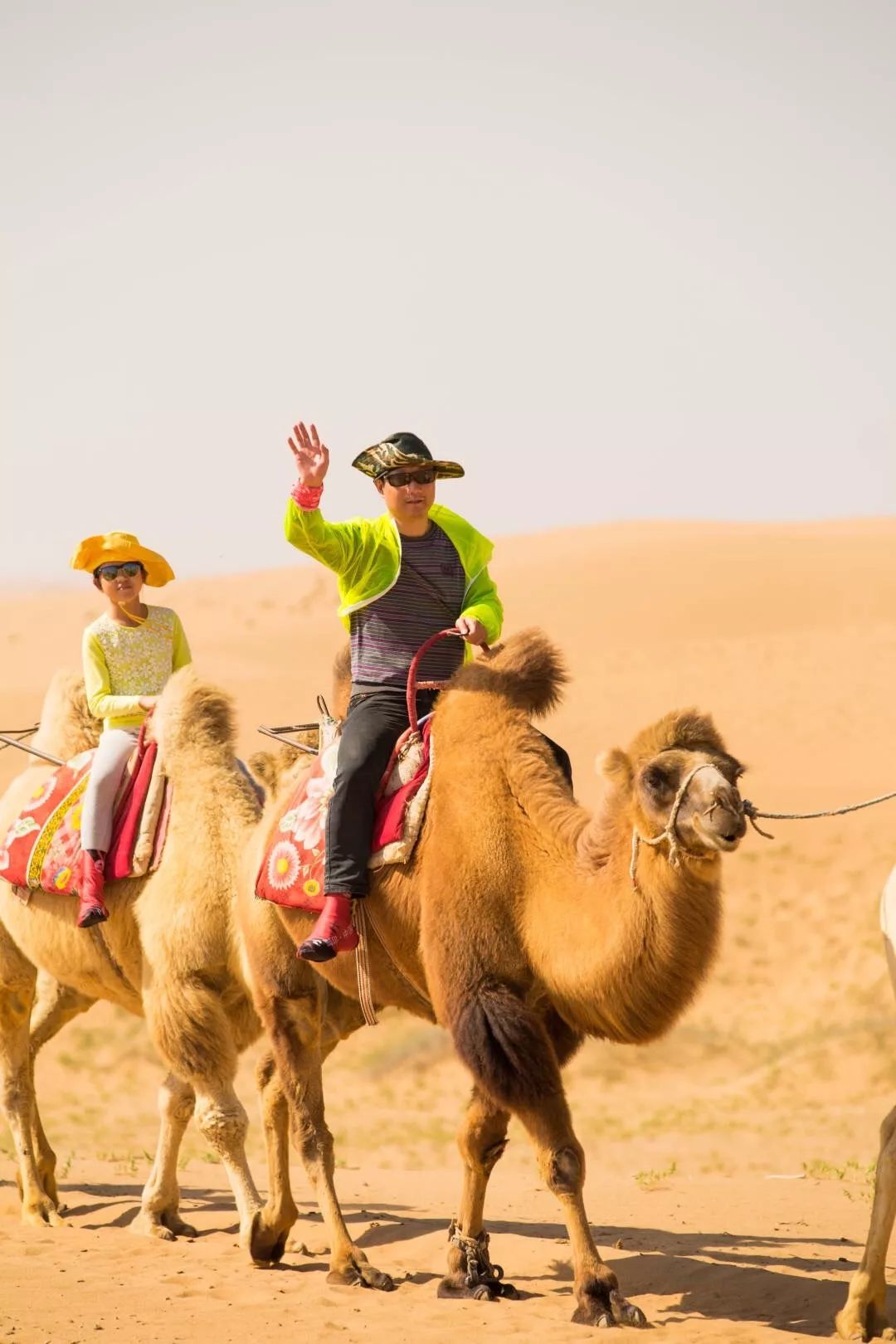 提到沙漠大家都会想到骆驼,骑上骆驼在广袤而神秘的沙漠之地行走,是不