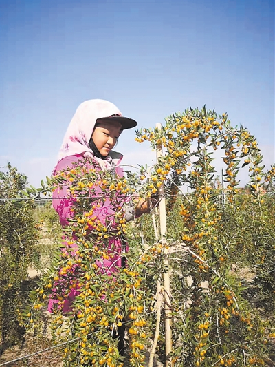 黄果枸杞挂满枝